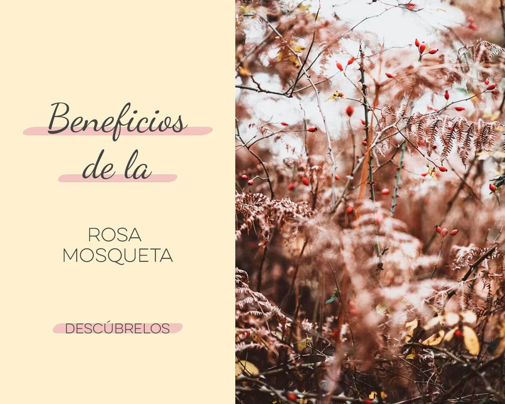 beneficios de la rosa mosqueta